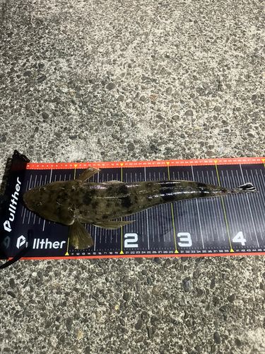 マゴチの釣果