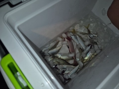 アジの釣果