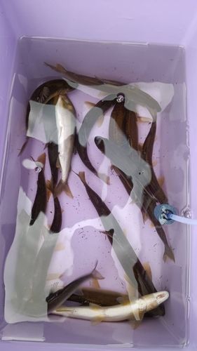 アユの釣果