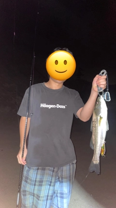 スズキの釣果