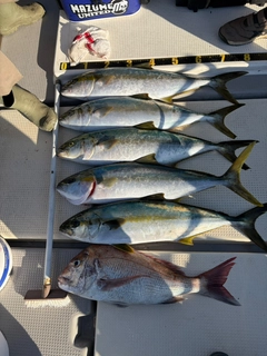 ヒラマサの釣果