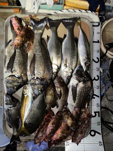 チヌの釣果