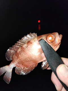 キントキダイの釣果