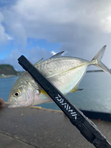 シマアジの釣果