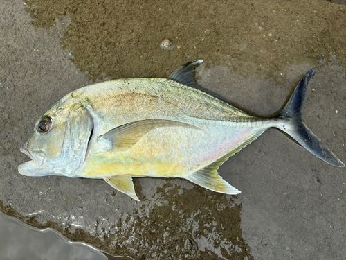 ガーラの釣果