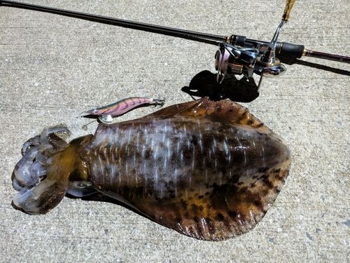 アオリイカの釣果
