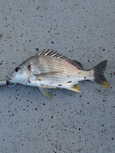 キビレの釣果