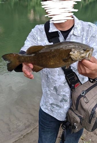 スモールマウスバスの釣果