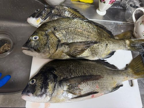 チヌの釣果