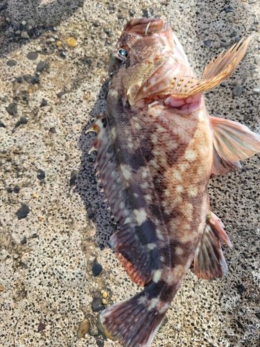 カサゴの釣果