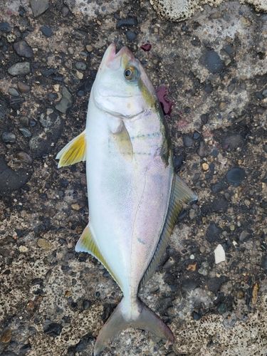 ショゴの釣果