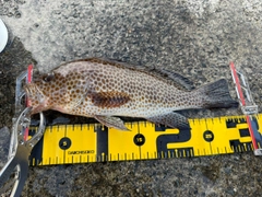 オオモンハタの釣果