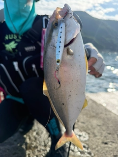 ショゴの釣果