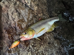 カワムツの釣果