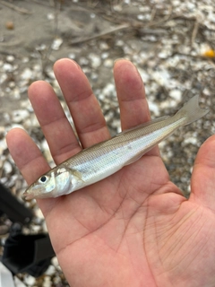 シロギスの釣果