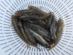 マハゼの釣果