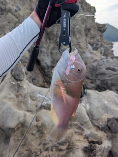 イラの釣果