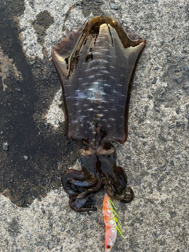アオリイカの釣果