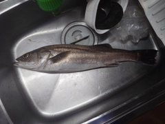 スズキの釣果