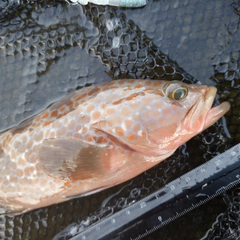 キジハタの釣果