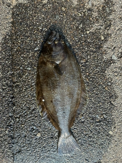 ヒラメの釣果