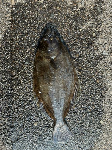 ヒラメの釣果