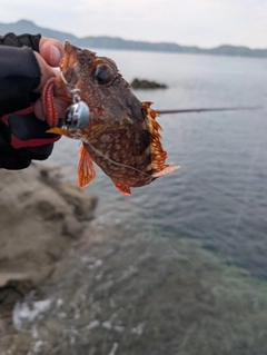 カサゴの釣果