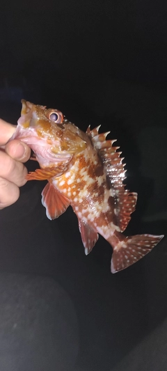 カサゴの釣果