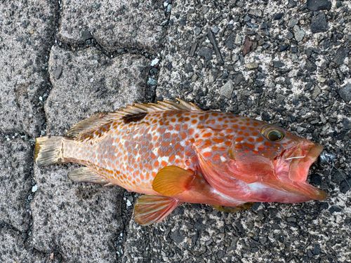 キジハタの釣果