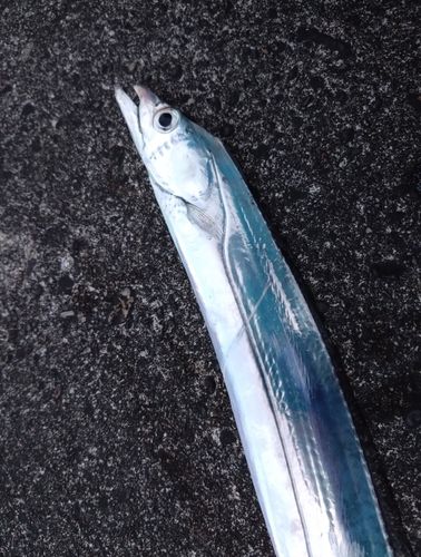 タチウオの釣果
