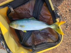 ツバスの釣果