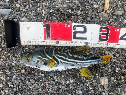 シマフグの釣果