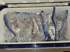 シロイカの釣果