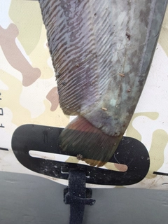 ナマズの釣果