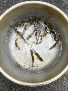 ウグイの釣果