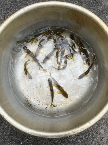 ウグイの釣果