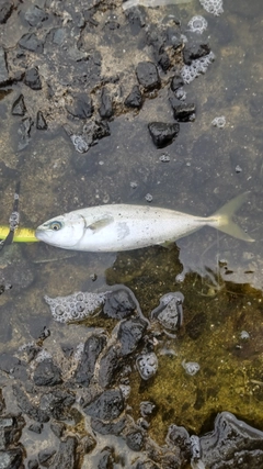 ワカシの釣果