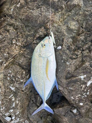 カスミアジの釣果