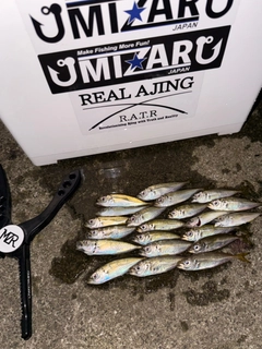 マアジの釣果