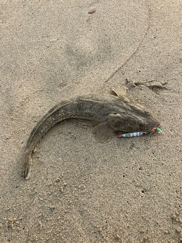 マゴチの釣果