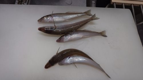 キスの釣果