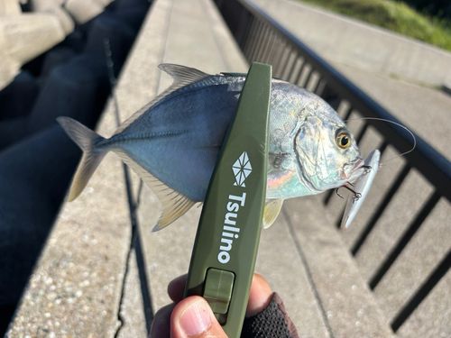 メッキの釣果