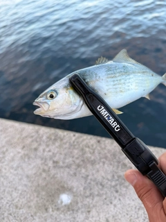 コゾクラの釣果