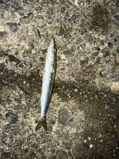 カマスの釣果