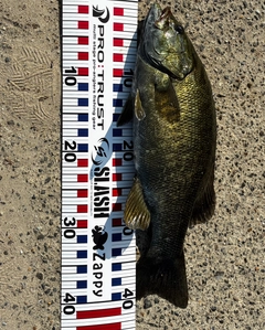スモールマウスバスの釣果