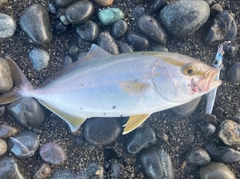 ショゴの釣果