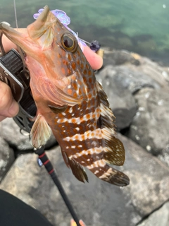 キジハタの釣果