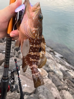 キジハタの釣果