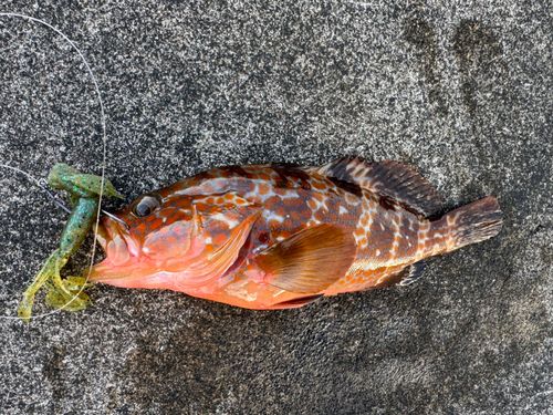 キジハタの釣果