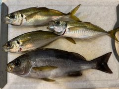 イサキの釣果